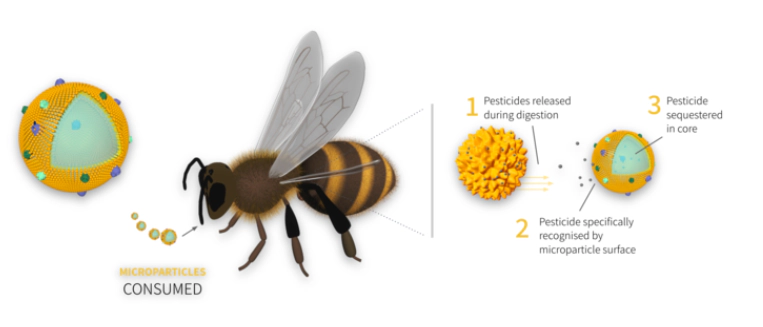 The microparticle captures pesticide before it reaches the bee's brain