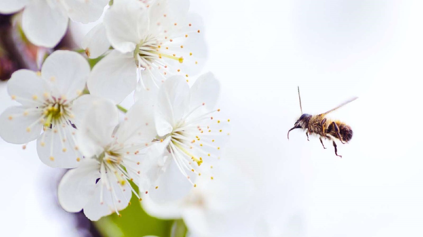 🐝 Earthquake-Proof Houses and Bees