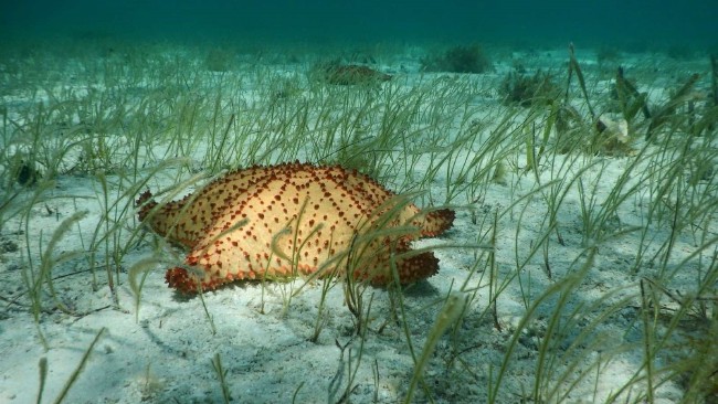 Belize's barrier reef is no longer in danger and more.