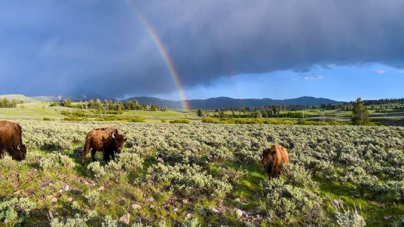 The Bison Bridge could boost biodiversity in the US