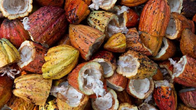 Ivory Coast inaugurates a cocoa-waste-powered biomass plant