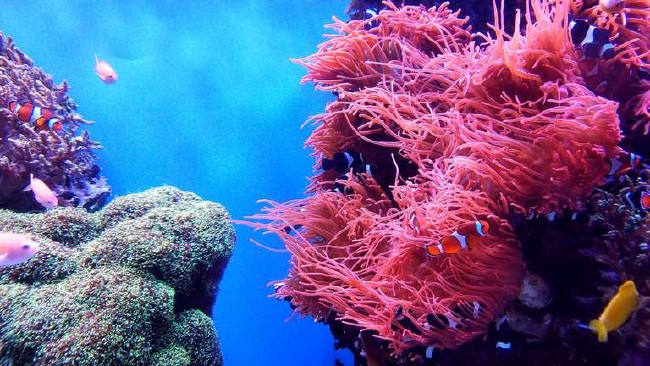 A marine scientist wants to plant 1 million corals
