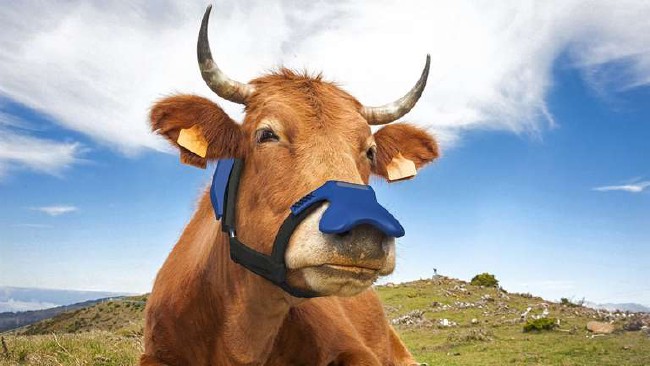 Zelp masks capture cows' methane emissions at the source