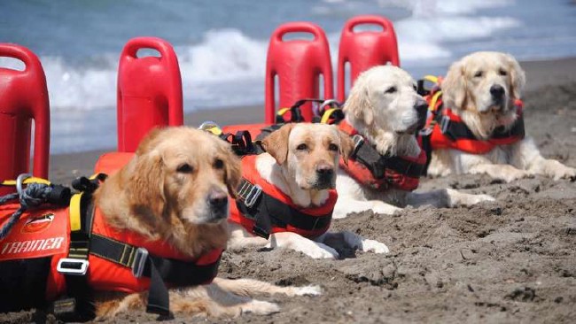 Dog rescue units watch over Italian beaches