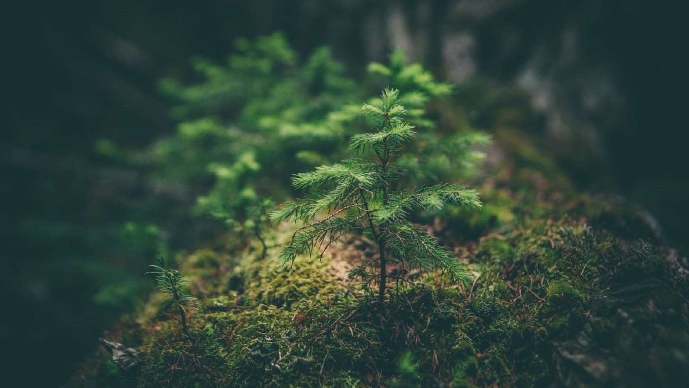 🌱 Turning Face Masks Into Trees and Cleaning up the Ocean