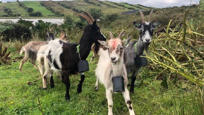 Goats return to Dublin to fight fires
