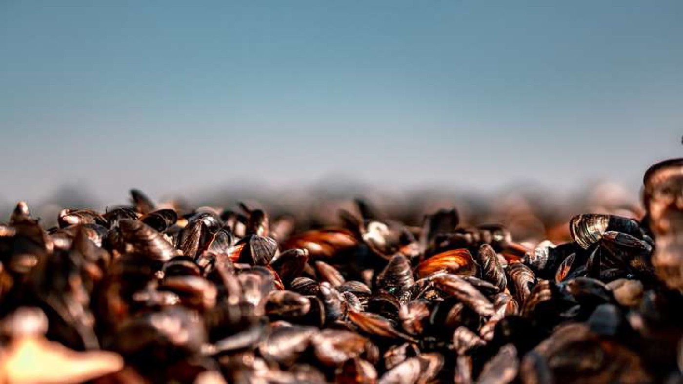 Mussels turn out to be highly efficient at filtering out plastic