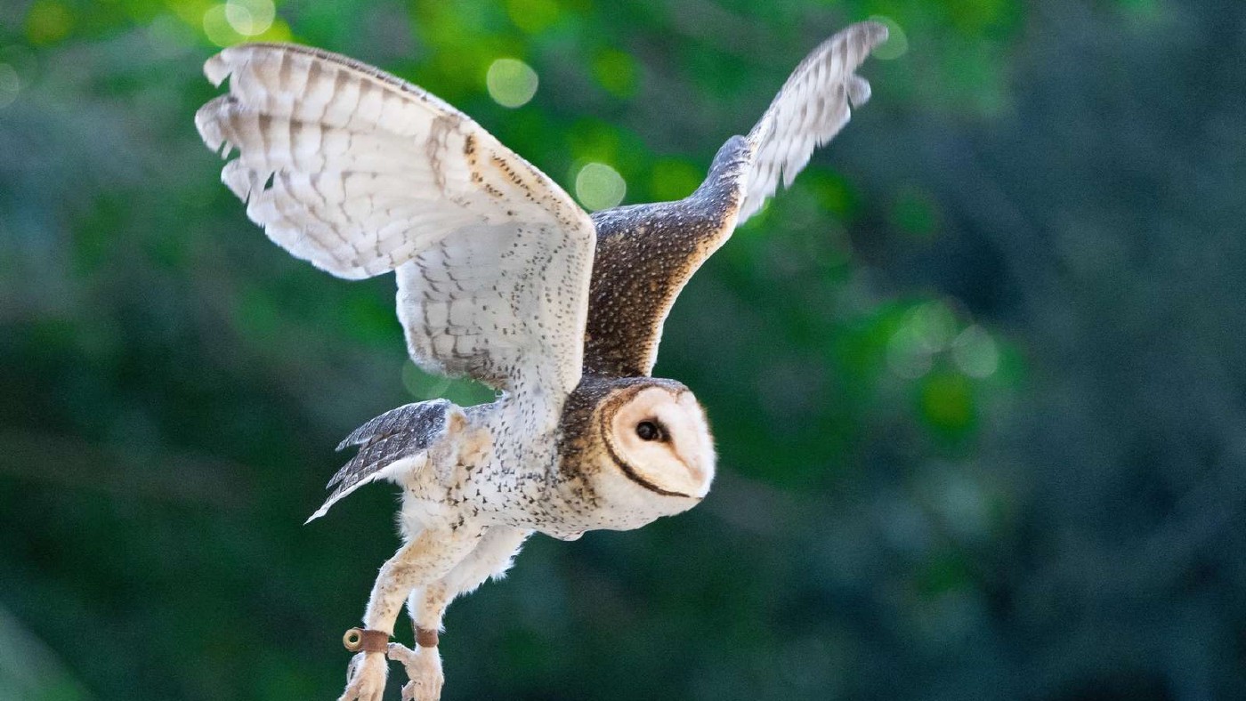 🦉 Energy Wall and Owls