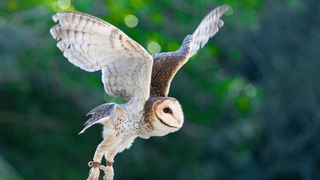 🦉 Energy Wall and Owls