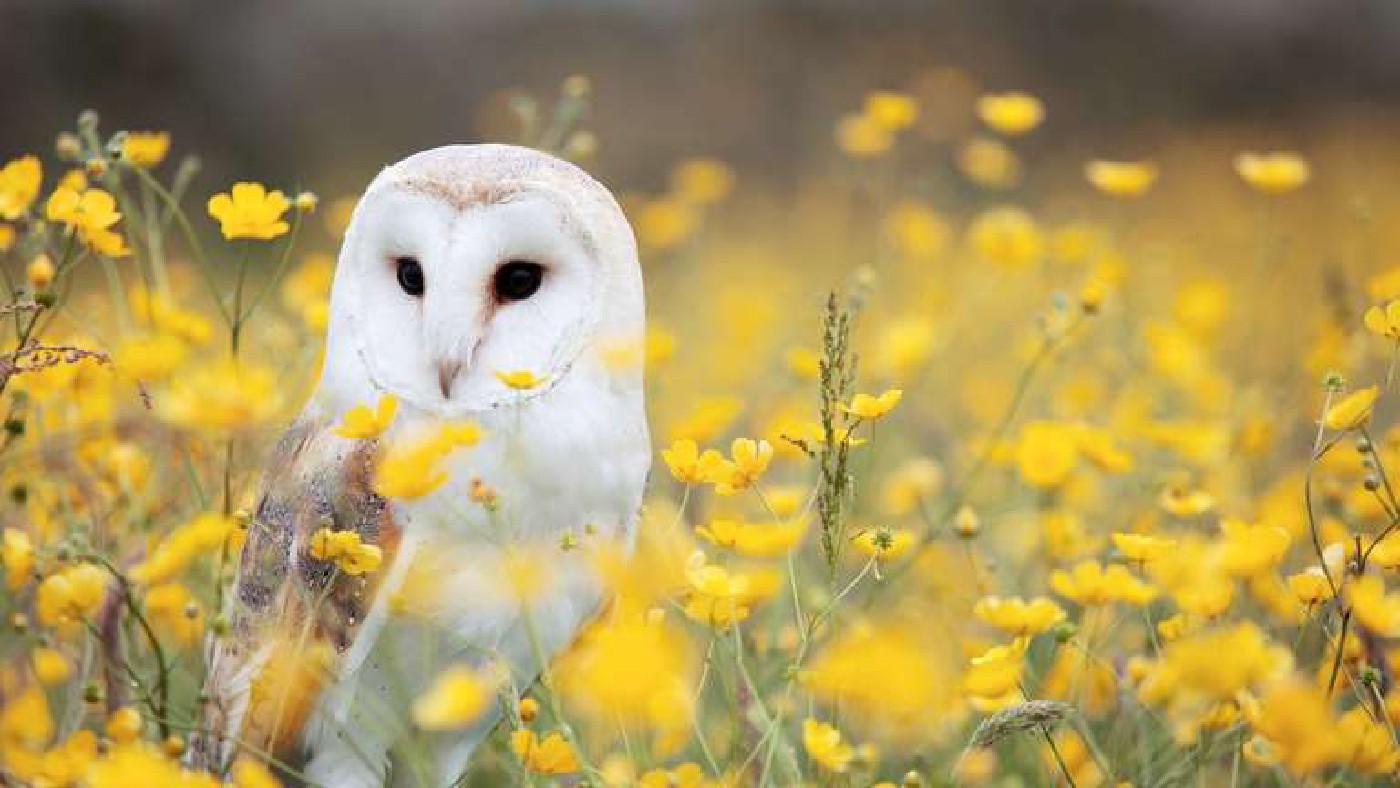 Owls replace pesticides in Californian wineries