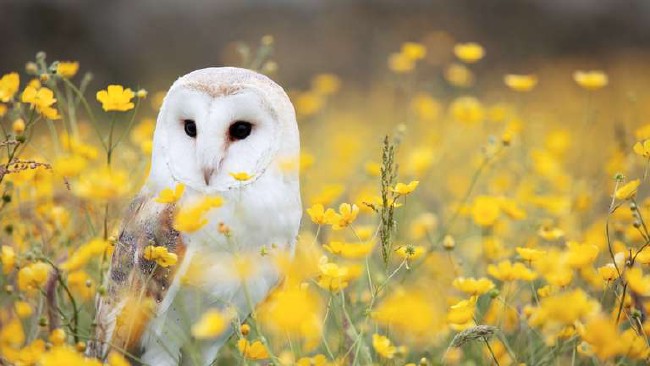 Owls replace pesticides in Californian wineries