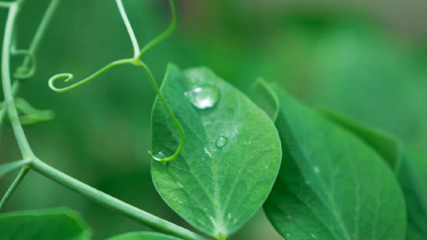 A French team uses laser beams and AI to replace pesticides