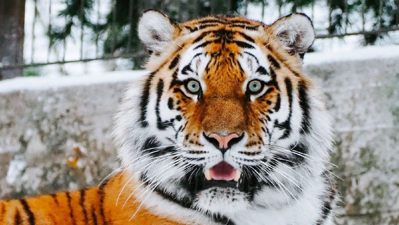 Siberian tiger's paw prints spotted for the first time in 50 years and more.