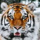 What's up this week? Russian residents spotted Siberian tiger's paw prints in Siberia for the first time in 50 years and more.