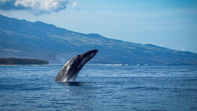 The humpback whale population up to historic levels and more.